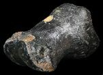 Ice Age Bison Metatarsal (Toe Bone) - North Sea Deposits #43137-1